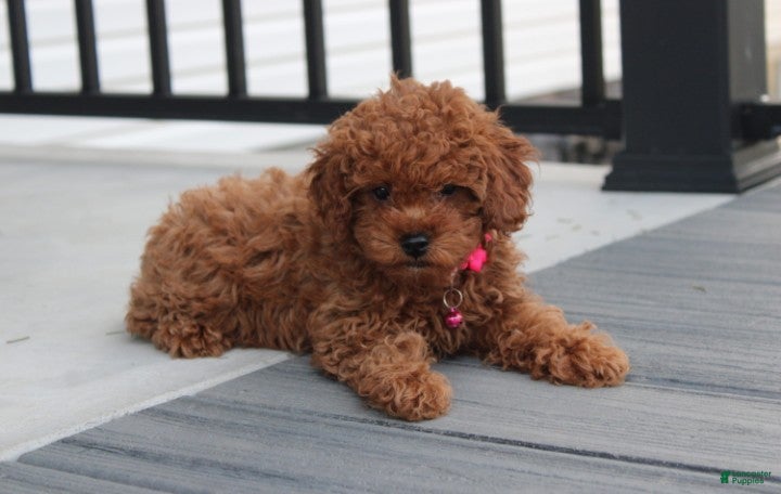 Toy Poodle dogs McKenna  - Ad 1