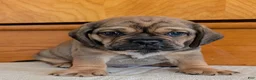 Puggle dogs for sale: Chase  - Ad 14