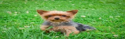Yorkiepoo dogs for sale: Evelyn  - Ad 6