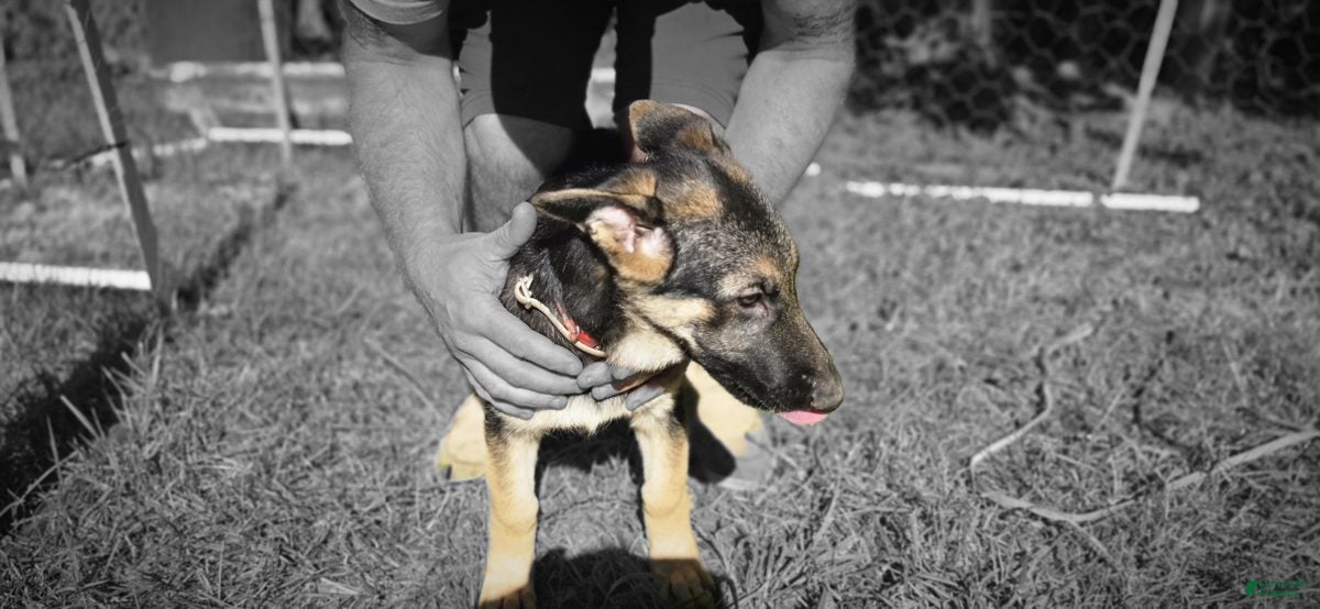 German Shepherd dogs for sale: Red Collar Female — German Shepherd Puppy, Dayton Ohio - Ad 35