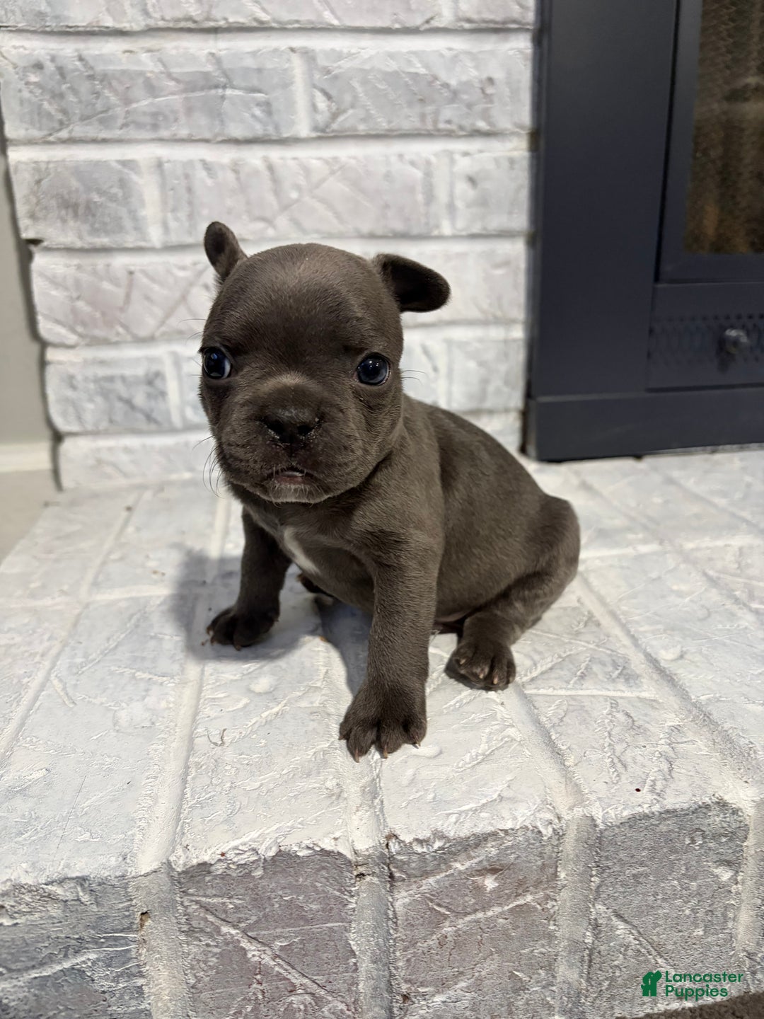 French Bulldog dogs for sale: Stone - Ad 1