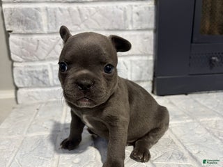 French Bulldog dogs Stone - Ad 12