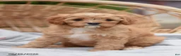 Cavapoo dogs for sale: Mable - Ad 1
