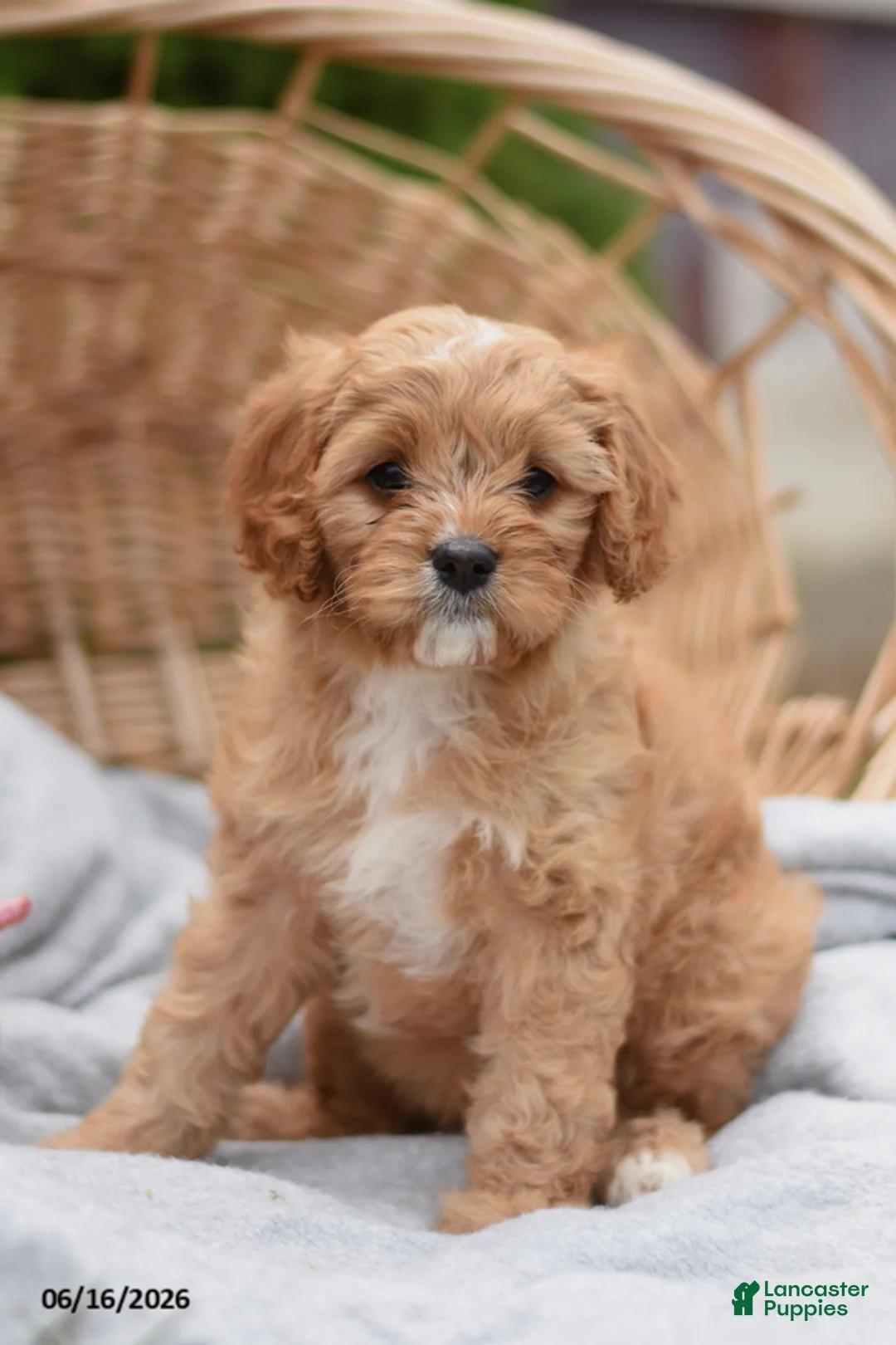 Cavapoo dogs for sale: Mable - Ad 1