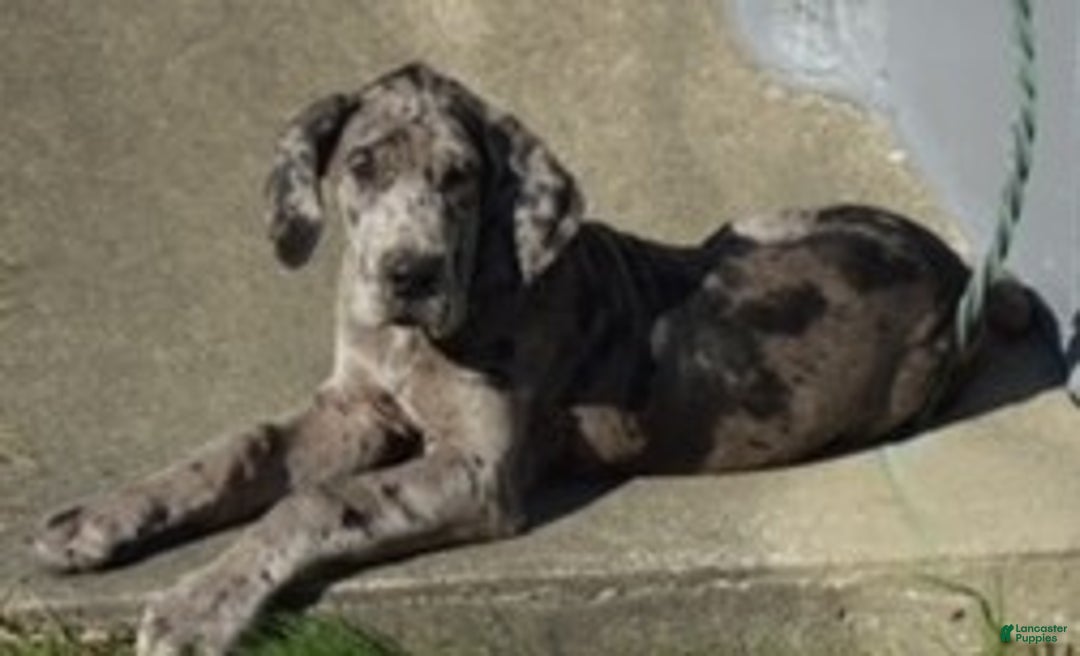 Great Dane dogs for sale: Great Dane Puppy 1 - Ad 1