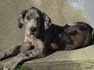 Great Dane dogs Great Dane Puppy 1 - Ad 39
