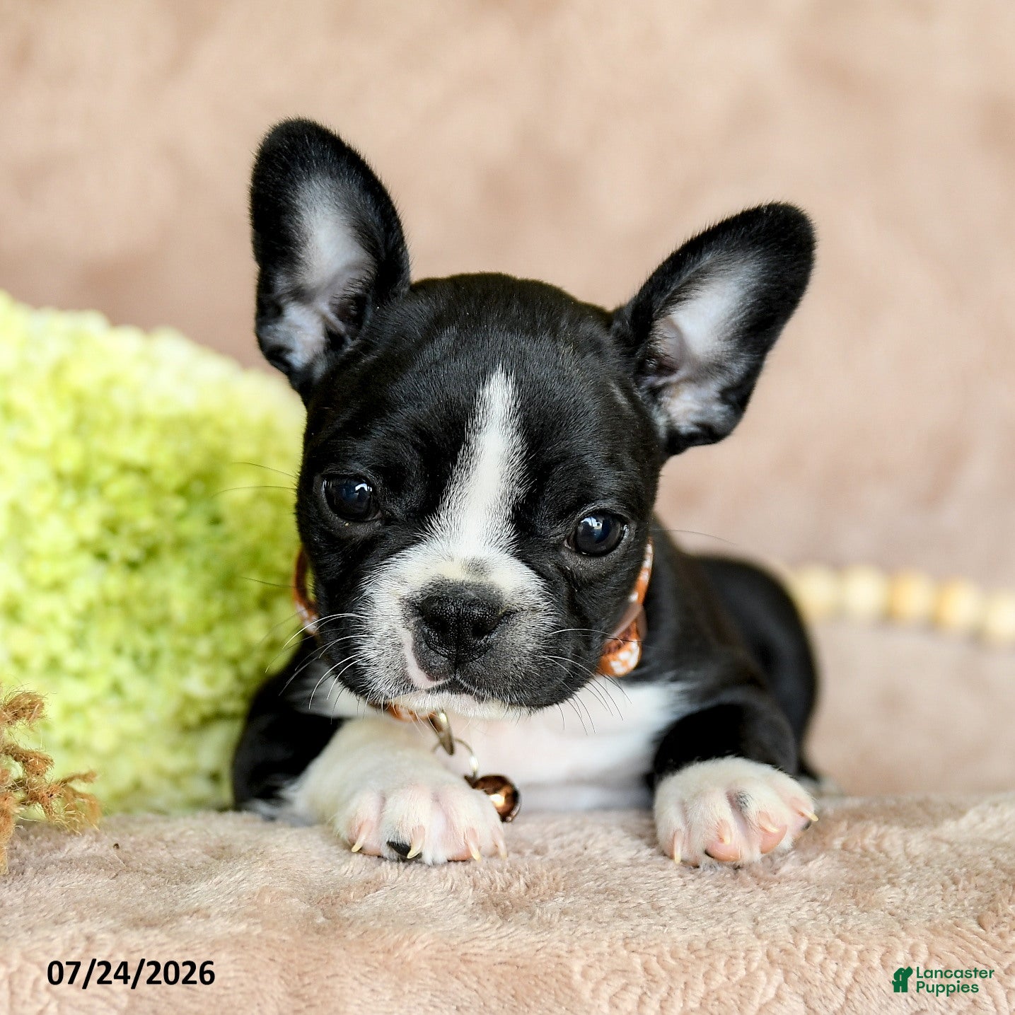Boston Terrier dogs Dolly - Ad 2