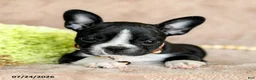 Boston Terrier dogs for sale: Dolly - Ad 2