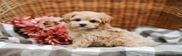 Maltipoo dogs for sale: Cecelia - Ad 2
