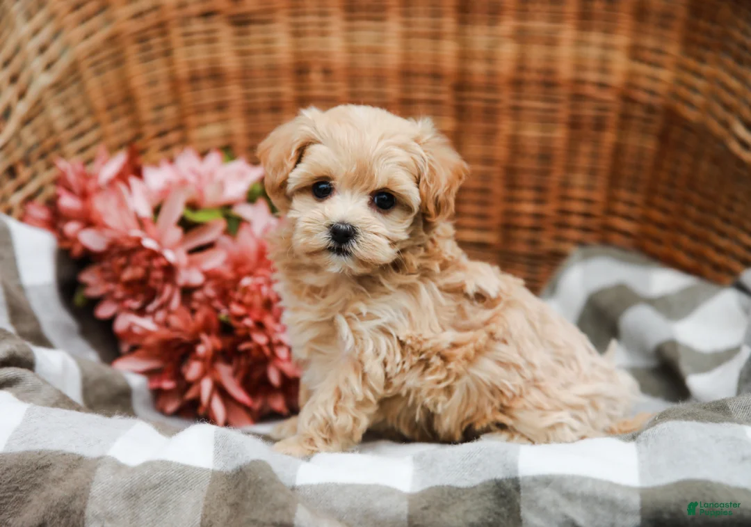 Maltipoo dogs for sale: Cecelia - Ad 2