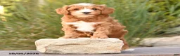 Cockapoo dogs for sale: Ralph - Ad 2