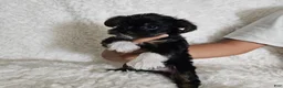 Yorkshire Terrier dogs for sale: Yorkshire Terrier 1 - Ad 1