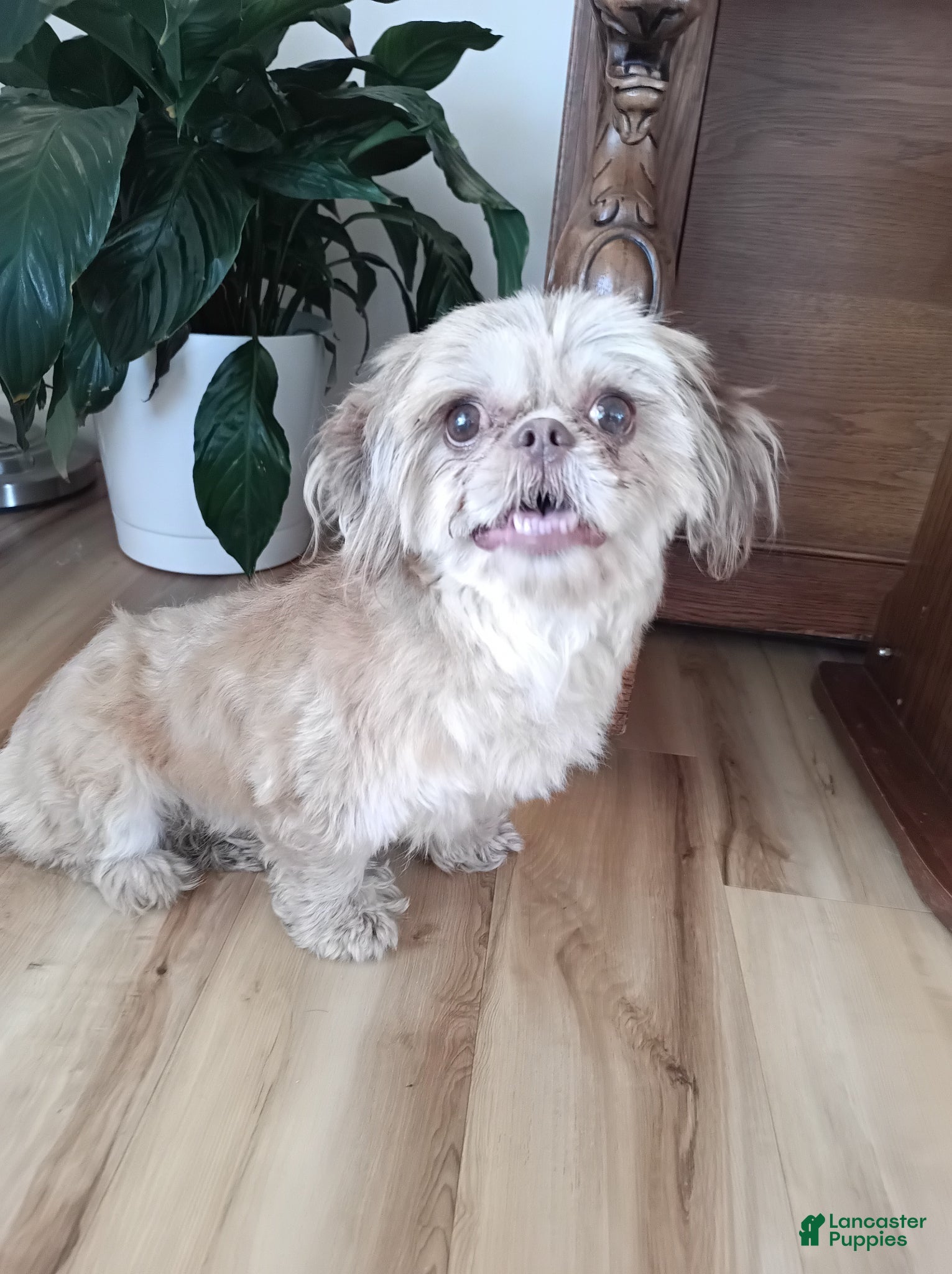 Shih Tzu dogs Shih Tzu Puppy 1 - Ad 2