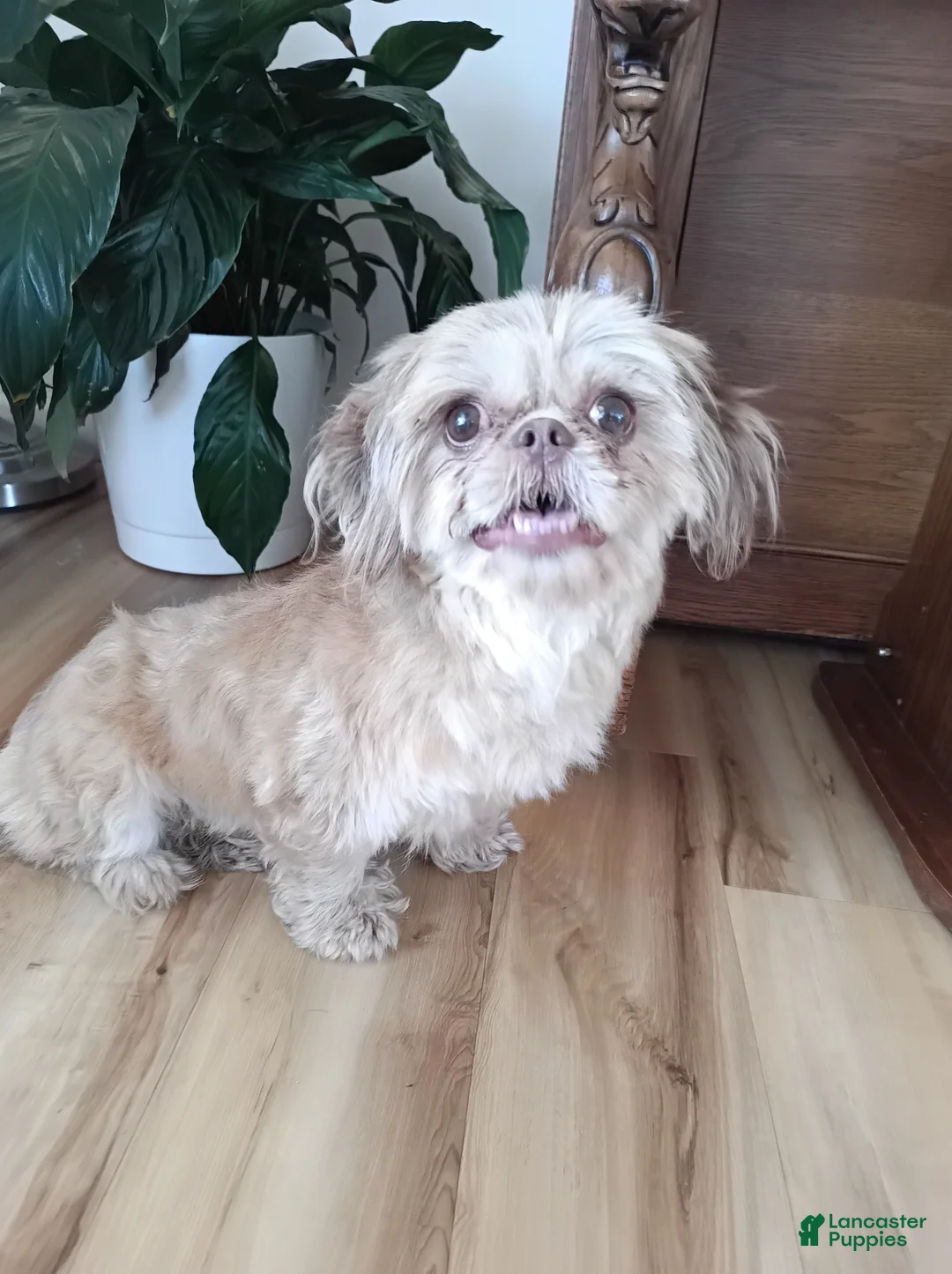 Shih Tzu dogs for sale: Shih Tzu Puppy 1 - Ad 2