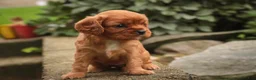 Cavalier King Charles Spaniel dogs for sale: Poppy Cavalier King Charles Spaniel - Ad 12