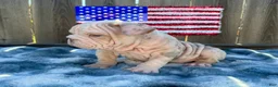 English Bulldog dogs for sale: Yoshi - Ad 7