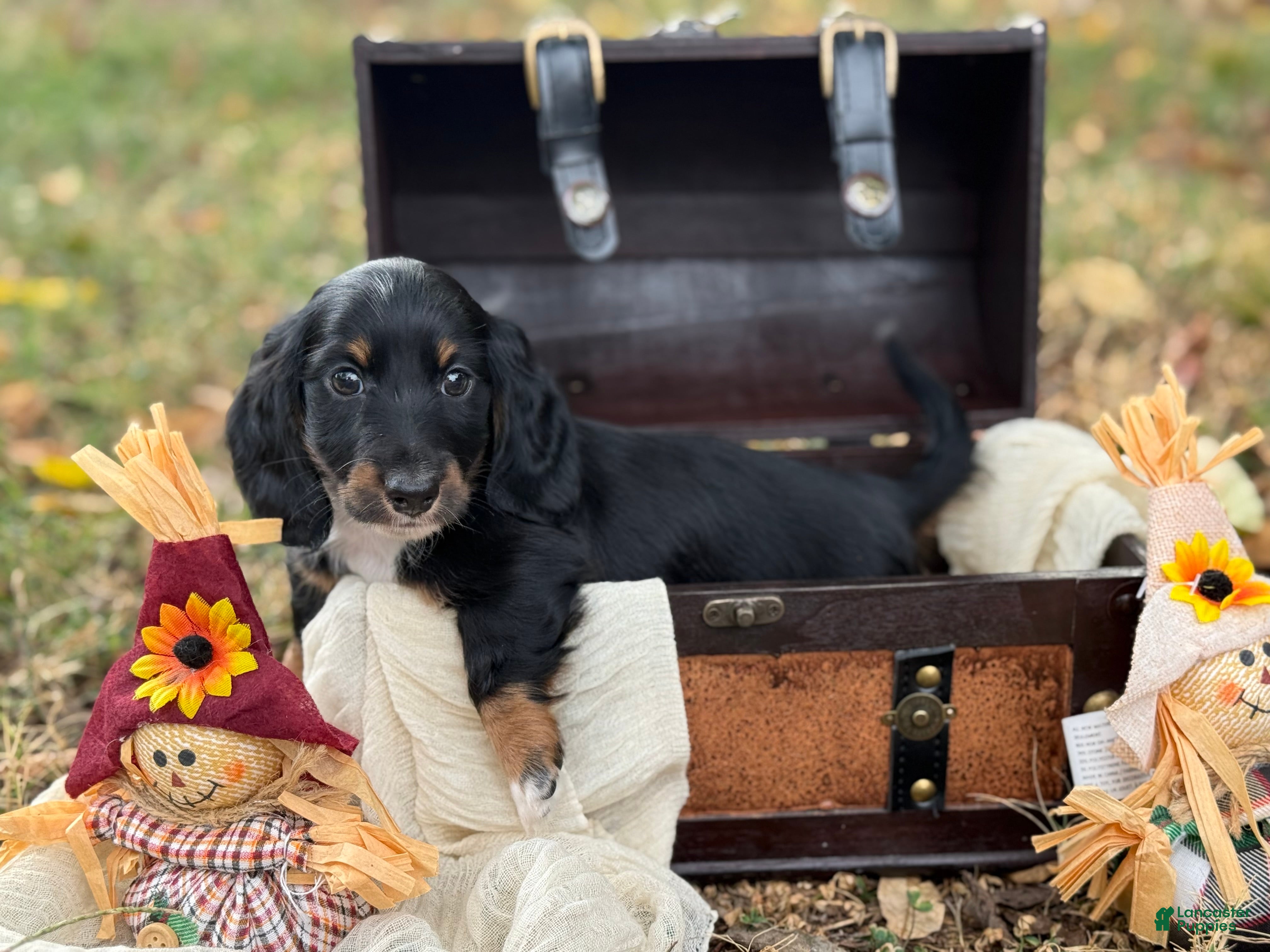 Miniature Dachshund dogs Black Boy - Ad 28