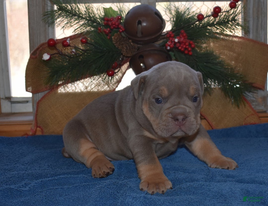 Olde English Bulldogge dogs for sale: Olde English Bulldogge Puppy Toby - Ad 1