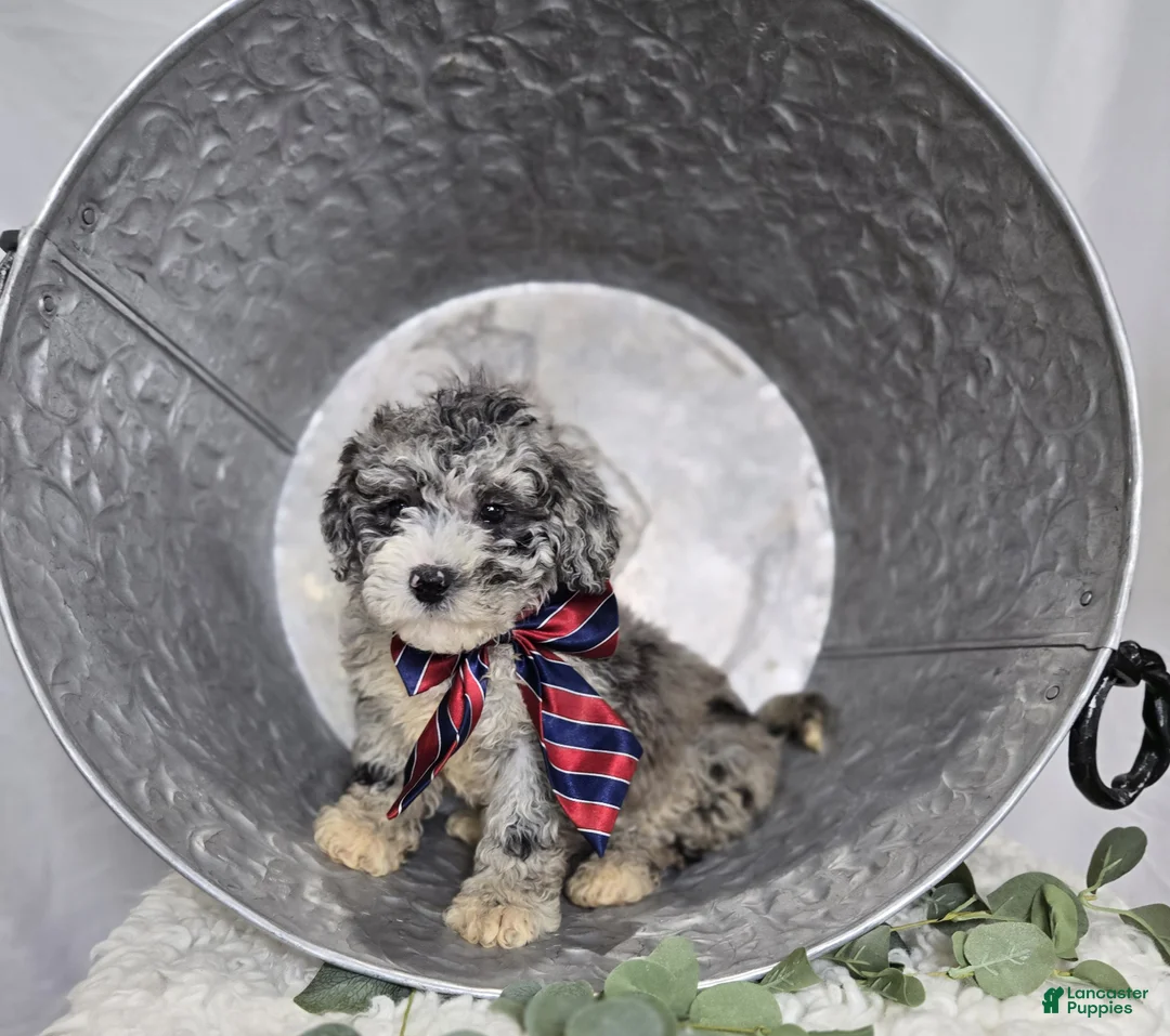 Mini Sheepadoodle dogs for sale: Lance - Ad 6