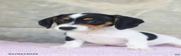 Miniature Dachshund dogs for sale: Carrie - Ad 3