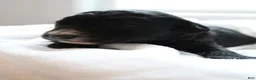 Mixed Breed dogs for sale: Patches - Ad 3