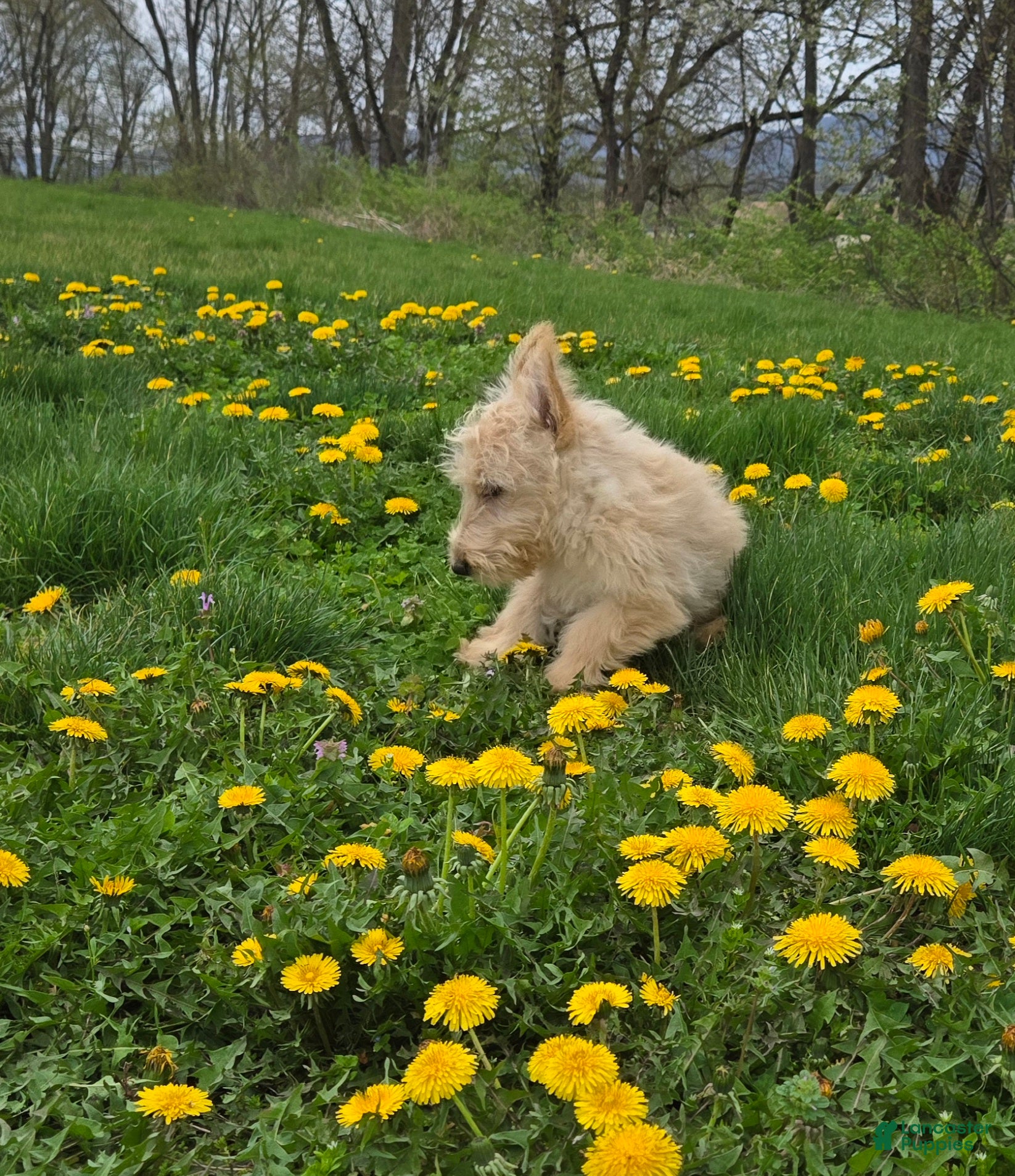 Scottish Terrier dogs Victor - Ad 2