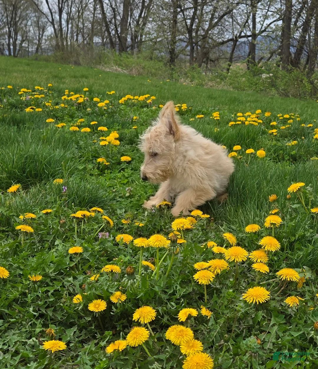 Scottish Terrier dogs for sale: Victor - Ad 2