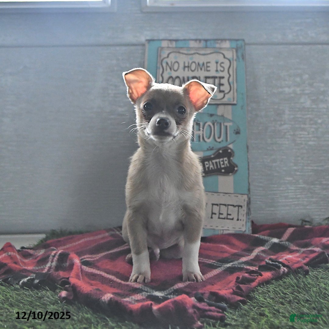 Chihuahua dogs for sale: Fritz - Ad 1