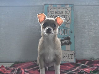 Chihuahua dogs Fritz - Ad 1