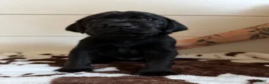 Mixed Breed 2