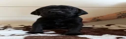 Mixed Breed dogs for sale: Mixed Breed 2 - Ad 1