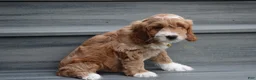 Cockapoo dogs for sale: Luka - Ad 3