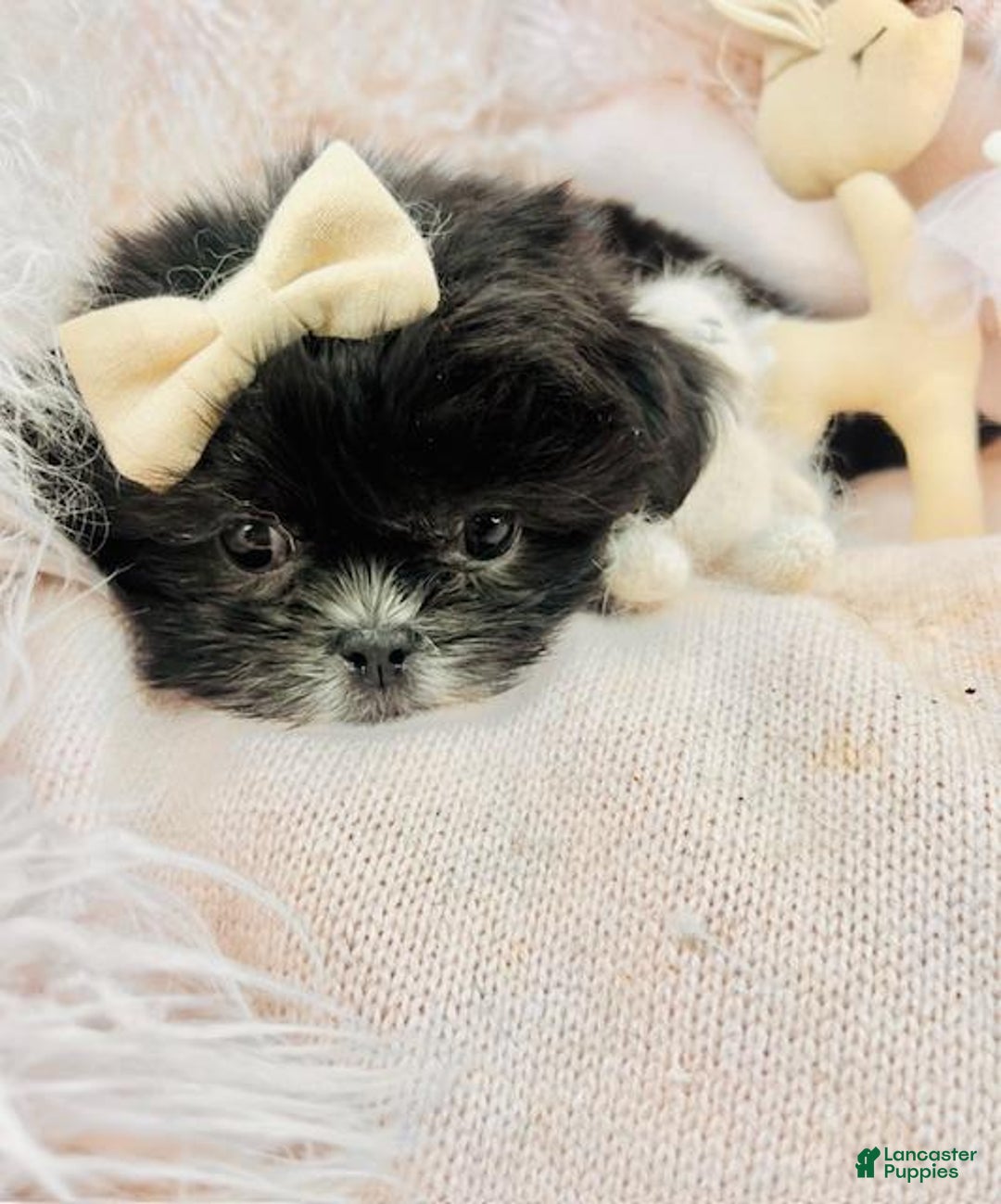 Shih Tzu dogs for sale: Shih Tzu Puppy 1 - Ad 2