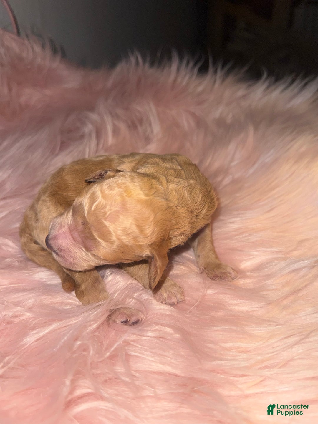 Standard Poodle dogs for sale: Standard Poodle Puppy 6 - Ad 17