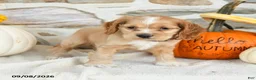 English Cocker Spaniel dogs for sale: Royal - Ad 2