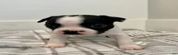 Boston Terrier dogs for sale: Boston Terrier Female 2 Puppy - Ad 5