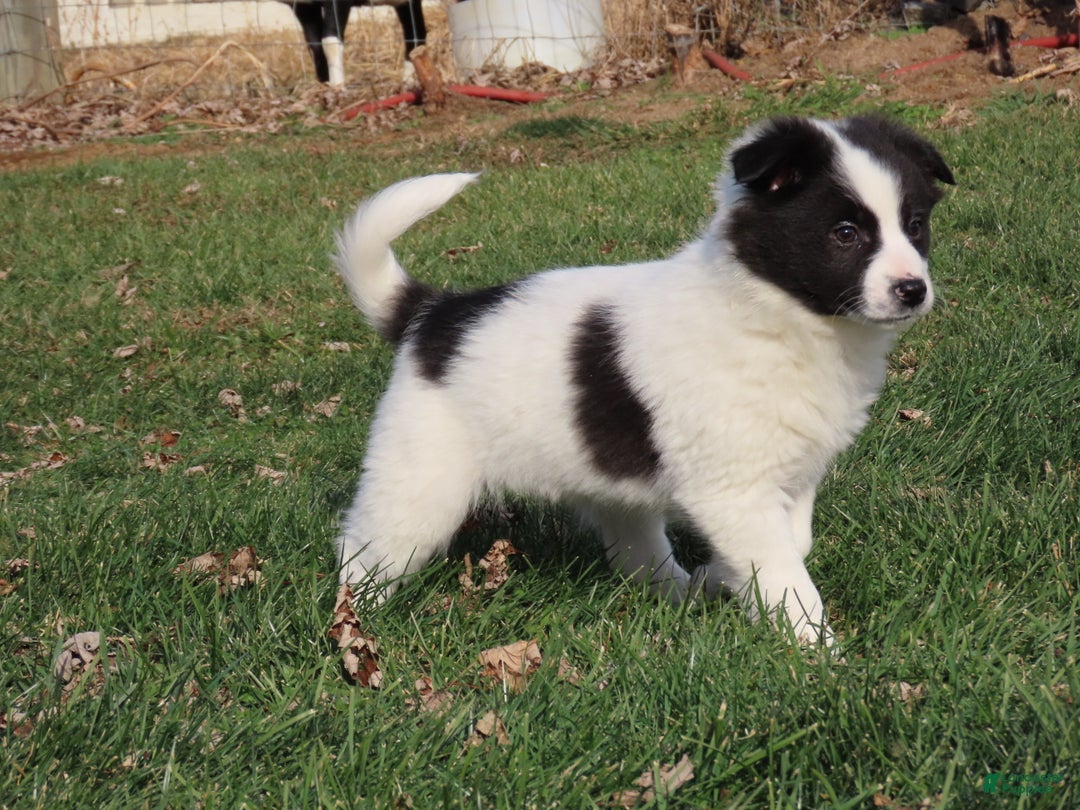 American Eskimo dogs for sale: Zanie  - Ad 2