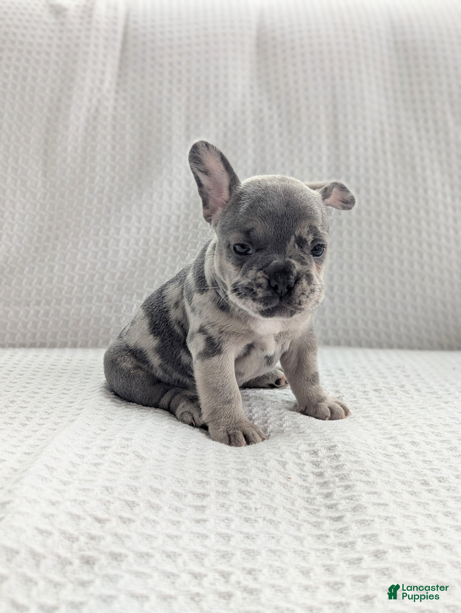 French Bulldog dogs Arlo - Ad 1