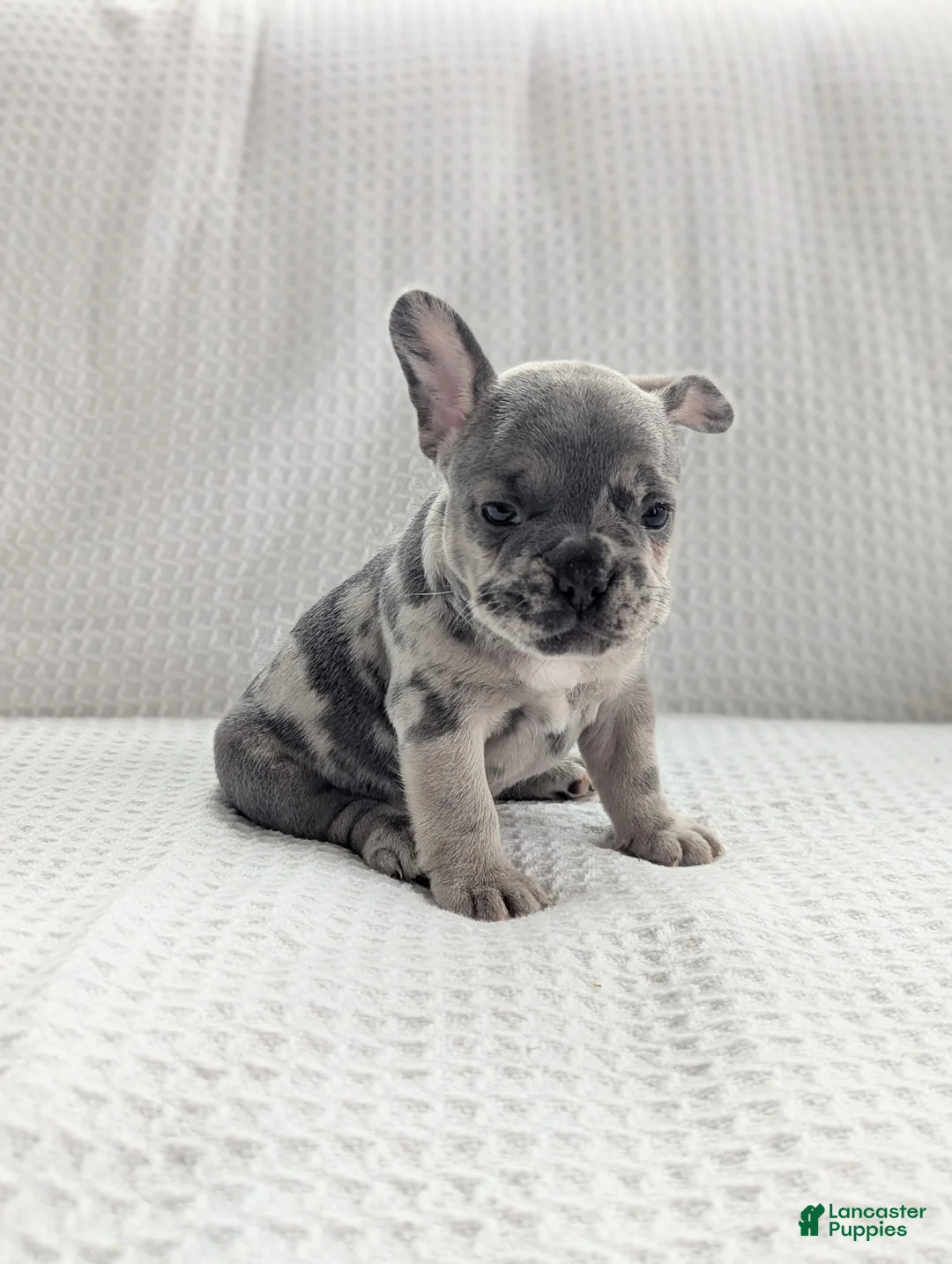 French Bulldog dogs for sale: Arlo - Ad 1