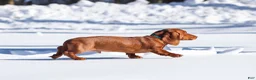 Dachshund dogs for sale: Harry - Ad 9