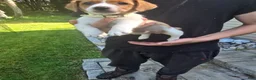 Jack Russell Terrier dogs for sale: Jack Russell Terrier 4 - Ad 3