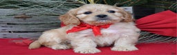Cavachon dogs for sale: Corbin - Ad 4
