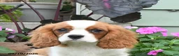 Cavalier King Charles Spaniel dogs for sale: Brentley - Ad 3