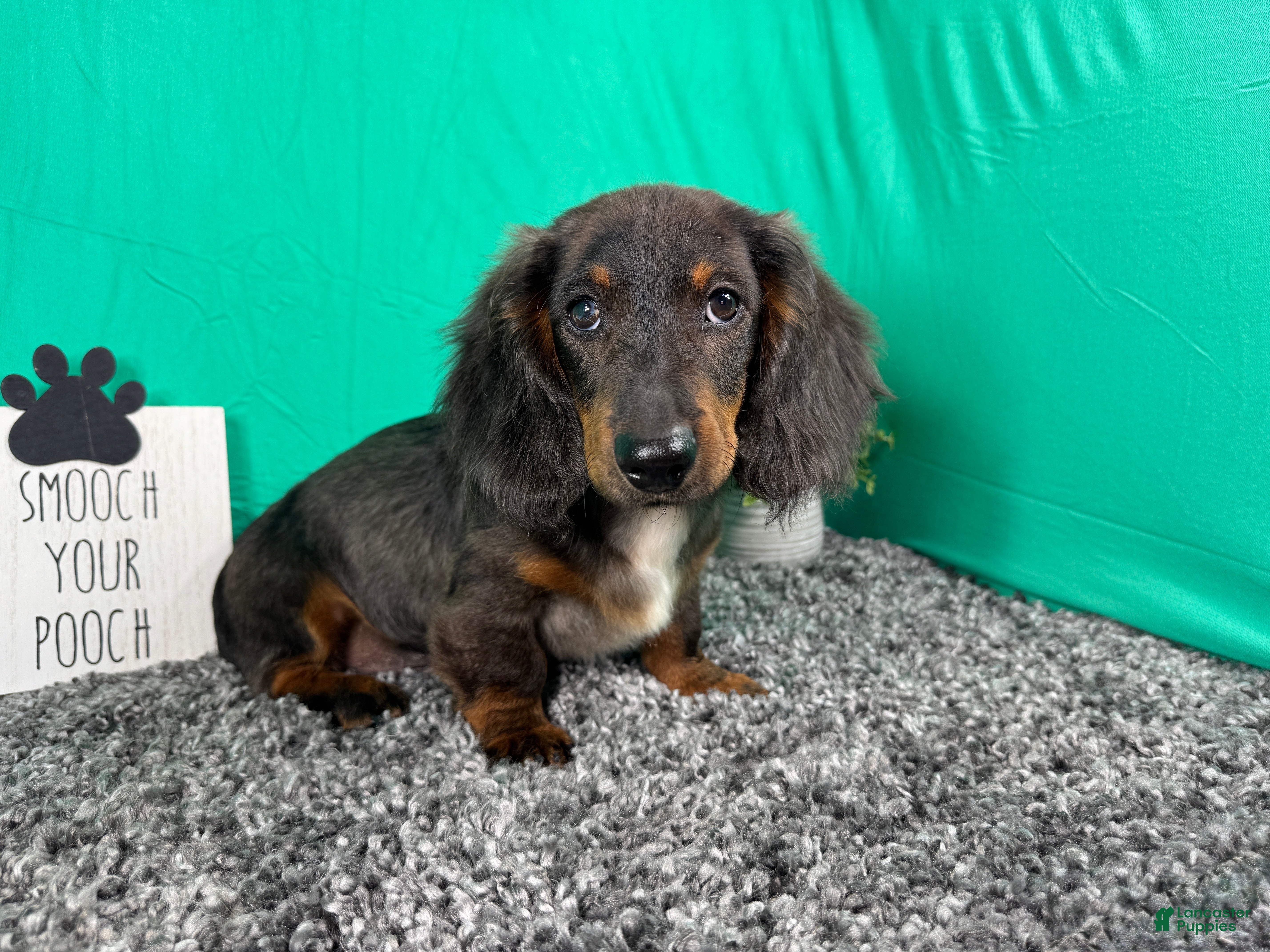 Miniature Dachshund dogs Miniature Dachshund 1 - Ad 26