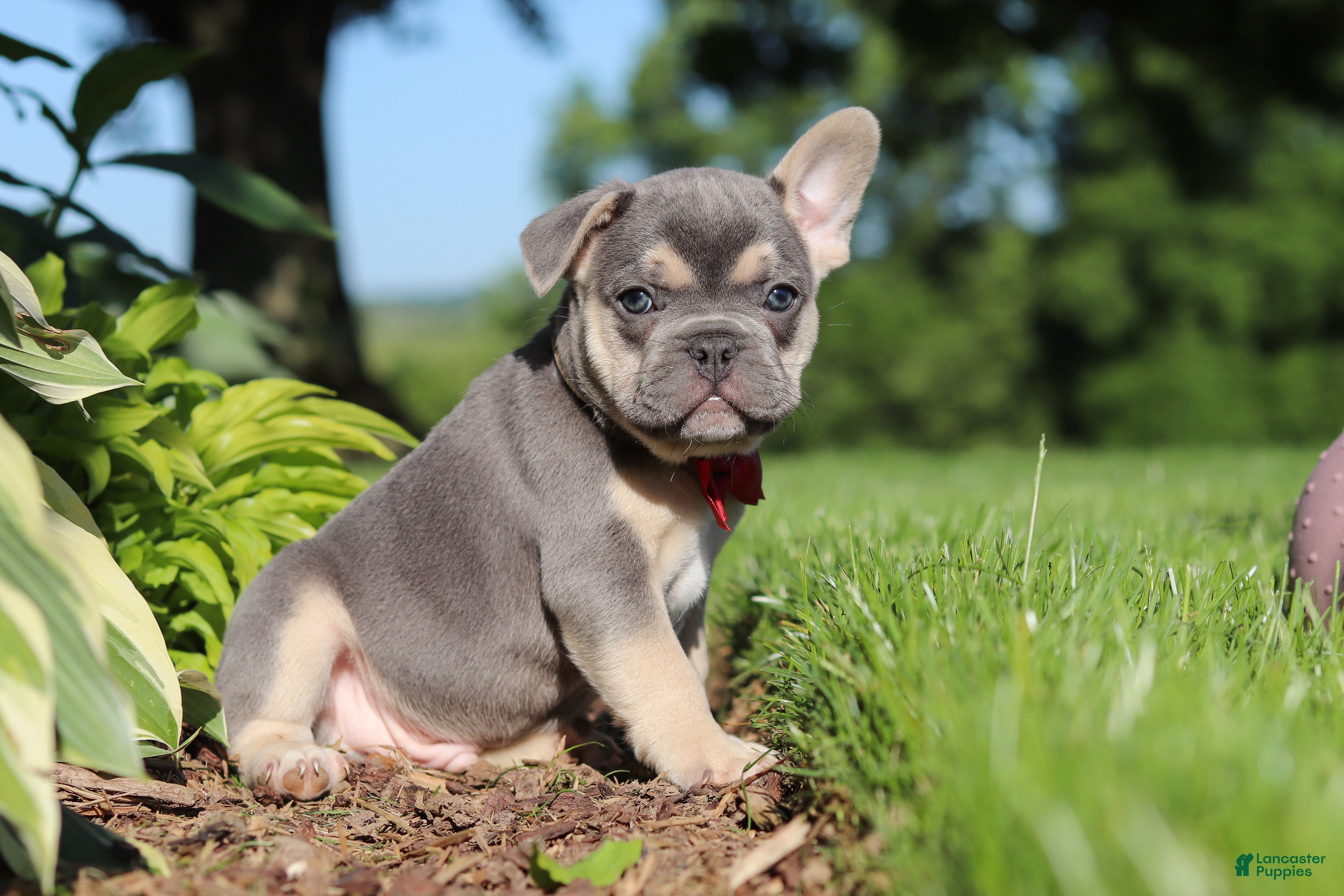 French Bulldog dogs for sale: Parker - Ad 9