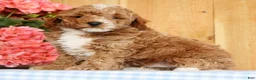 Mini Goldendoodle dogs for sale: Baxter - Ad 3