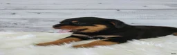 Rottweiler dogs for sale: Rico - Ad 5