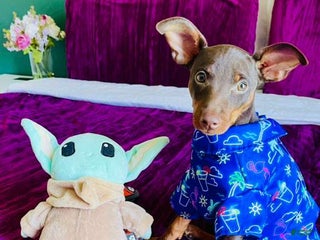 Miniature Pinscher dogs - Ad 1