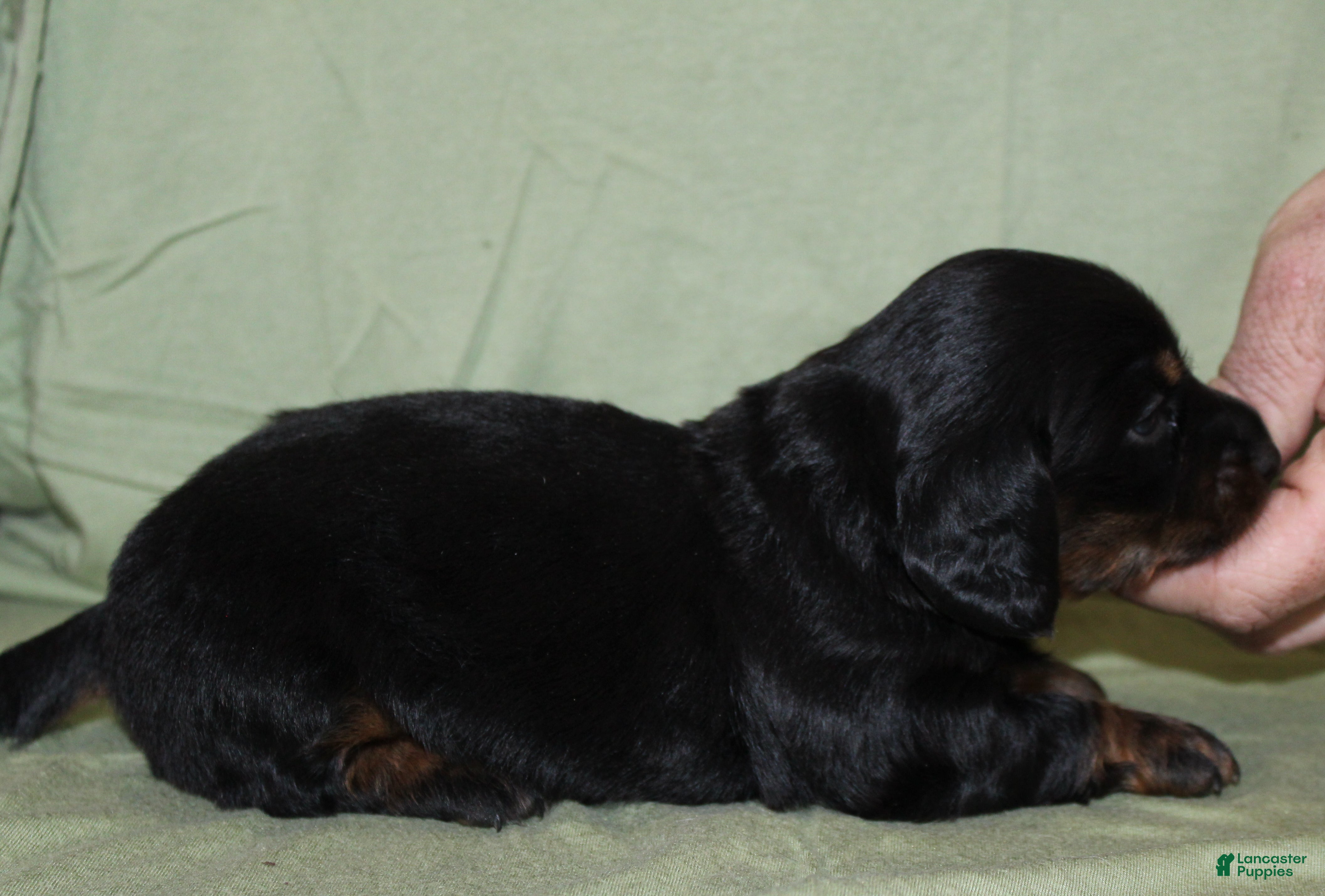 Miniature Dachshund dogs for sale: Dogo - Ad 4
