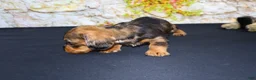 Miniature Dachshund dogs for sale: Horton - Ad 11